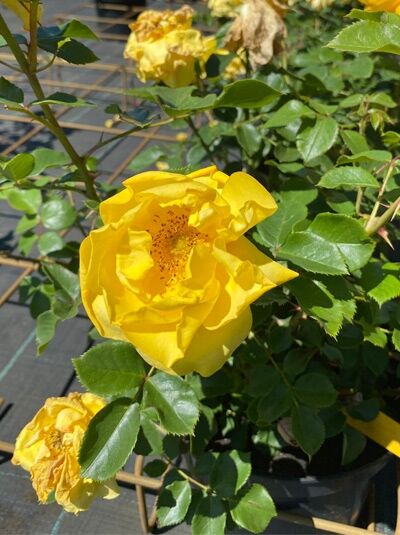 Beetrose Rosa 'Here Comes the Sun'® mit gelber, halbgefüllter Blüte und grünen, glänzenden, gezähnten Blättern im Topf