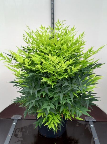 Nandina domestica 'Magical Lemon and Lime'®, Heiliger Bambus/Himmelsbambus, 50–60 cm im C20-Topf mit gelbgrünem Laub