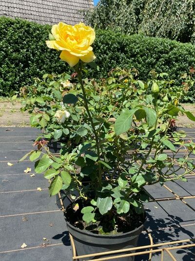 Kletterrose Rosa „Golden Gate®“ (A-Qualität, C 10) im Topf mit gelber Blüte, grünen Blättern und Knospen.