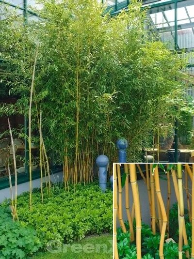 Flachrohr-Bambus / Phyllostachys aureosulcata 'Spectabilis'