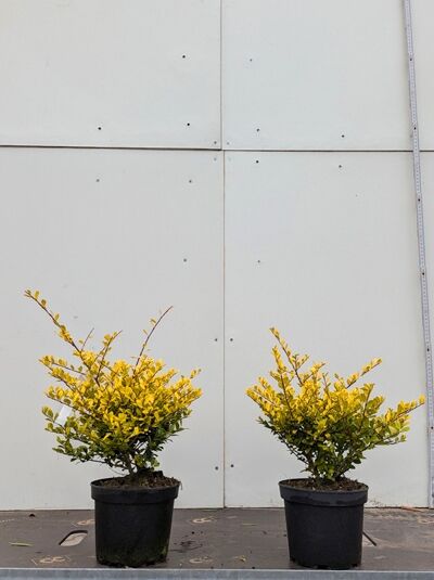 Japanische Goldblatt-Stechpalme (Ilex crenata 'Golden Gem') 20–30 cm C2 im Pflanztopf, zwei Sträucher mit gelbgrünem Laub.
