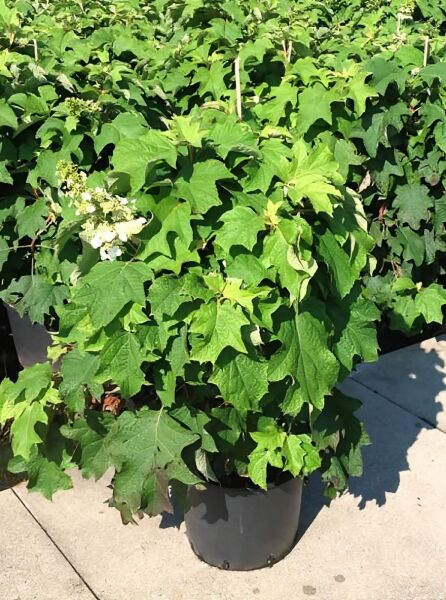 Hydrangea quercifolia 'Burgundy' / Eichenblatt-Hortensie 'Burgundy' im Topf mit grünen, eichenblattförmigen Blättern und weißen Blütenständen.