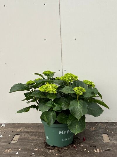 Bauern-Hortensie Hydrangea macrophylla 'Magical Noblesse'® 30-40 cm C5 im Topf, mit grünen Blütenständen und dunkelgrünem Laub