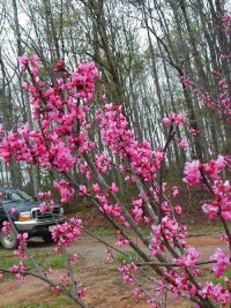 Cercis canadensis 'Appalachian Red' / Amerikanischer Judasbaum 'Appalachian Red'