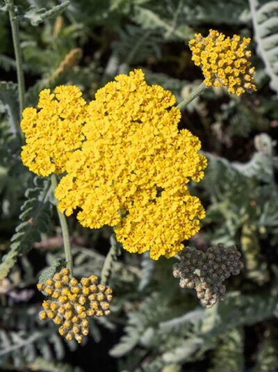 Goldquirl-Garbe / Achillea clypeolata