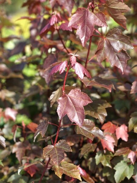 Rot-Ahorn &#039;Summer Red&#039; / Acer rubrum &#039;Summer Red&#039;