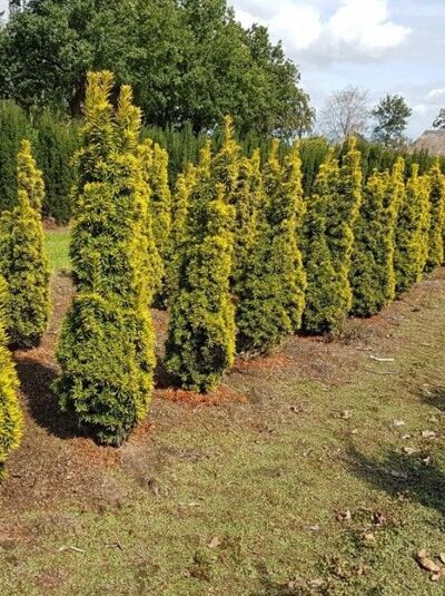 Taxus baccata 'Standishii' / Säulen-Eibe 'Standishii' 140-160 cm m. B., säulenförmige Nadelgehölze im Quartierfeld
