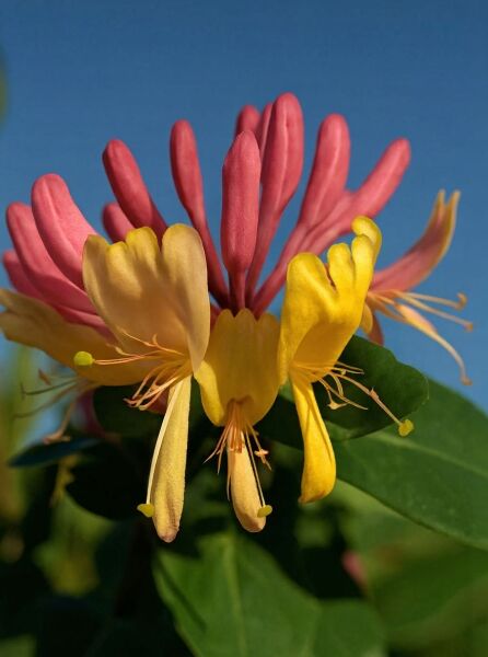 Lonicera heckrottii 'Goldflame' / Geißschlinge 'Goldflame', gelb-rosa Blüten in Nahaufnahme mit grünen Blättern