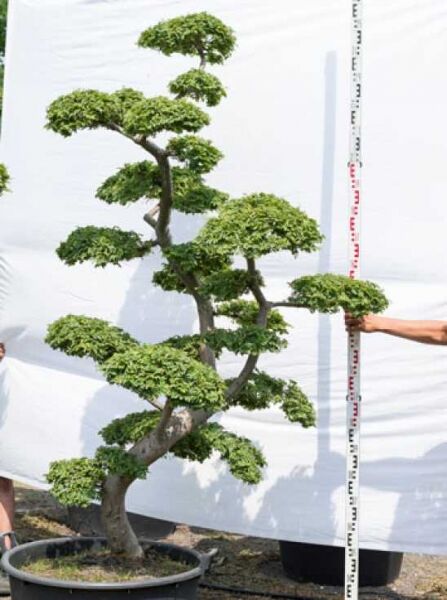 Ulmus minor 'Jacqueline Hillier' H: 210 cm B: 120 cm / Garten-Bonsai (602)