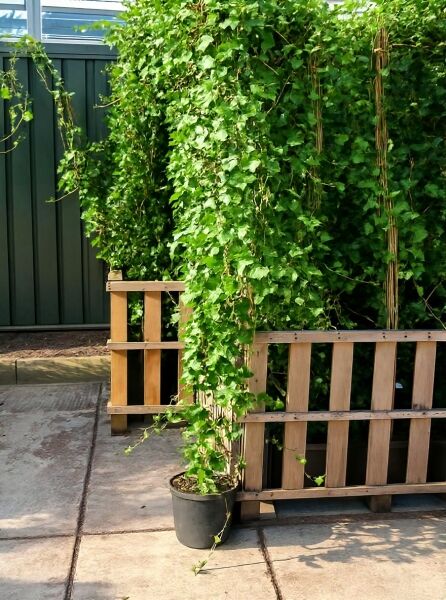 Irischer Efeu (Hedera hibernica / Hedera helix 'Hibernica') 175-200 cm, C10, immergrüne Kletterpflanze im Topf am Rankgerüst.