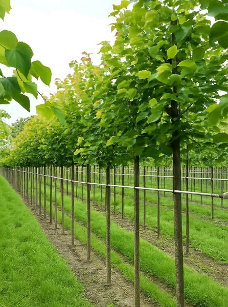 Winter-Linde Tilia cordata 'Greenspire' Hochstamm 10-12 StU, Bäume in Reihe mit geradem Stamm und grüner Krone