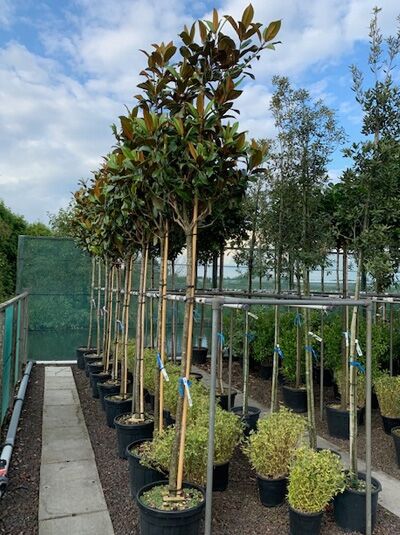 Großblütige Magnolie 'Praecox' / Magnolia grandiflora 'Praecox'