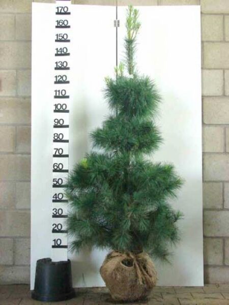 Pinus strobus (Weymouths-Kiefer) Strobe 150–175 cm mit Drahtballen, junger Nadelbaum mit buschigem Wuchs und aufrechtem Leittrieb