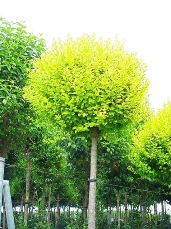 Gold-Liguster - Ligustrum ovalifolium 'Aureum' - Baumschule NewGarden