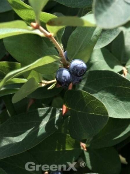 Blaue Heckenkirsche / Lonicera caerulea