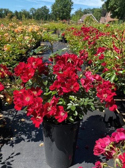 Bodendeckerrose 'Bienenweide ® Rot' / Bodendeckerrose 'Bienenweide ® Rot'