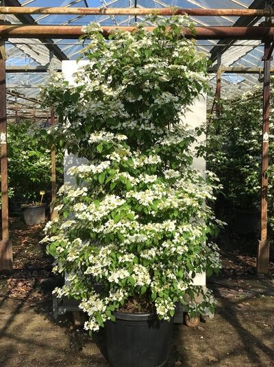 Japanischer Zwerg-Schneeball 'Watanabe' / Japanischer Zwerg-Schneeball 'Watanabe'