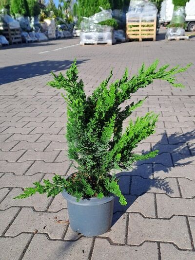 Thuja occidentalis 'Degroot's Spire' / Lebensbaum 'Degroot's Spire' 40-60 cm C3 im Topf, grünes Nadelgehölz mit aufrechtem Wuchs