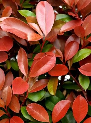 pflanzen glanzmispel red robin Glanzmispel – Photinia 'Red Robin' (Mehrstämmig) – Blupf by Kitzinger main image 0