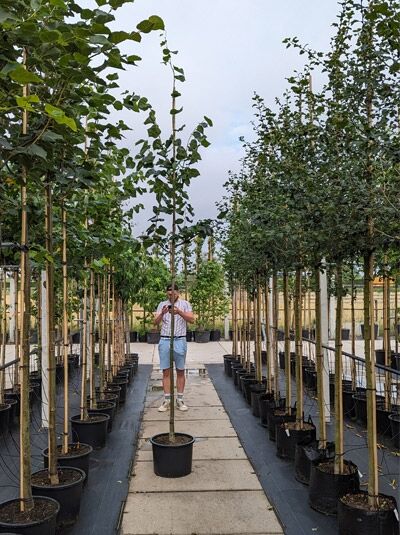 Winter-Linde 'Greenspire' / Tilia cordata 'Greenspire'