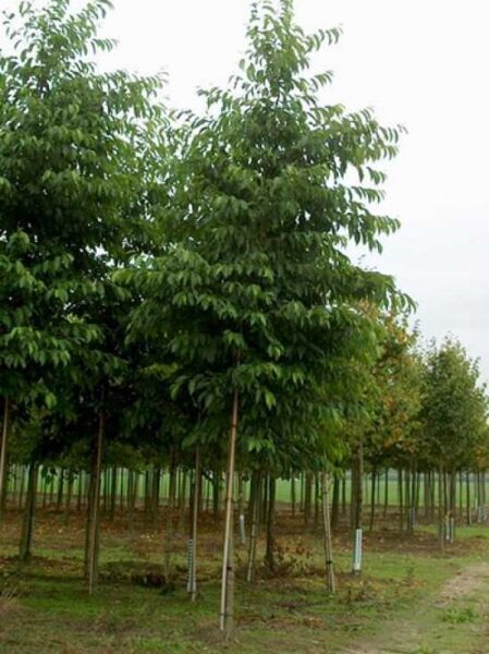 Purpur-Erle (Alnus spaethii), Hochstamm 30–35 StU, Baum mit dichtem grünen Laub und geradem Stamm im Baumschulbestand.