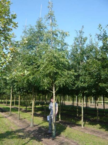 Weiß-Esche 'Autumn Applause' / Fraxinus americana 'Autumn Applause'