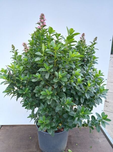 Andenstrauch &#039;Pink Elle&#039; / Escallonia &#039;Pink Elle&#039;