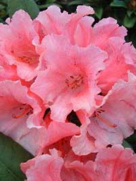Rhododendron yakushimanum 'Sweet Sue' / Rhododendron 'Sweet Sue'