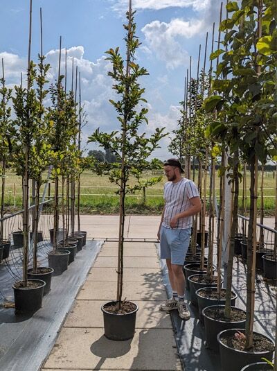 Magnolia loebneri 'Leonard Messel' / Rosa Stern-Magnolie 'Leonard Messel' Hochstamm 8-10 StU im Container, aufgebunden an Stab