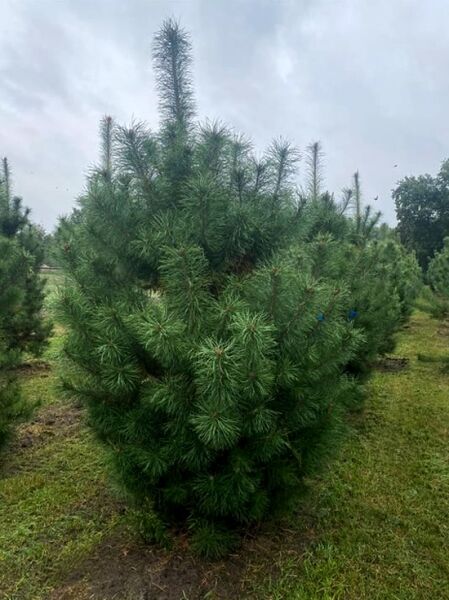 Pinus sylvestris, Gewöhnliche Kiefer (Föhre/Wald-Kiefer) 225-250 cm, mehrtriebiger Nadelbaum mit dichtem, grünem Wuchs.