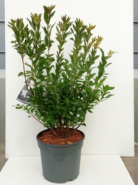 Azalea viscosa 'Sommerduft' (Sommergrüne Azalee 'Sommerduft') im Topf, 40–50 cm, C5, mehrtriebiger Strauch mit grünem Laub.