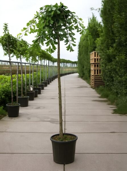 Ginkgo biloba 'Horizontalis' (Fächerblattbaum) Hochstamm im Container mit geradem Stamm und hängenden Trieben mit Fächerblättern