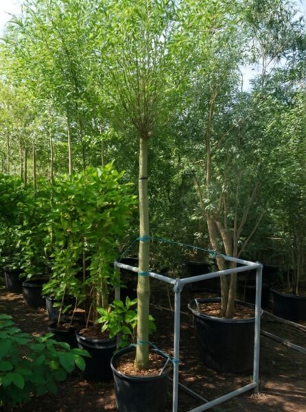 Salix alba (Silber-Weide/Weiß-Weide) Hochstamm 14-16 StU im Container, Baum mit rundlicher Krone und grünem Laub.