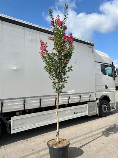 Indische Lagerströmie 'Tuscarora' / Lagerstroemia indica 'Tuscarora' (1577332) 100 cm Stamm (300-350 cm Gesamthöhe)
