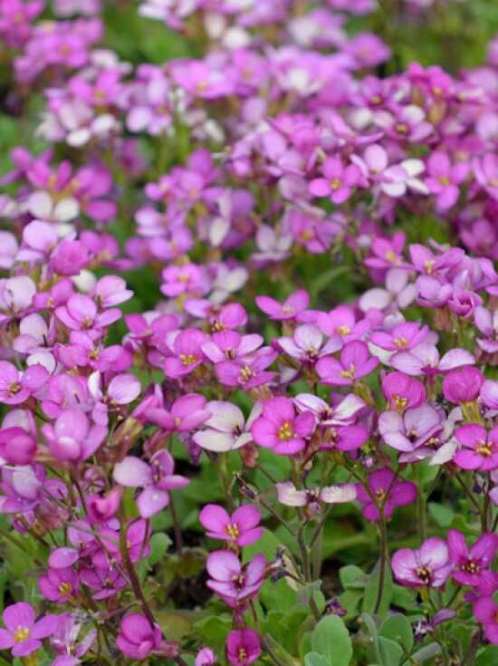 Gänsekresse 'Rosea' / Arabis caucasica 'Rosea' kaufen