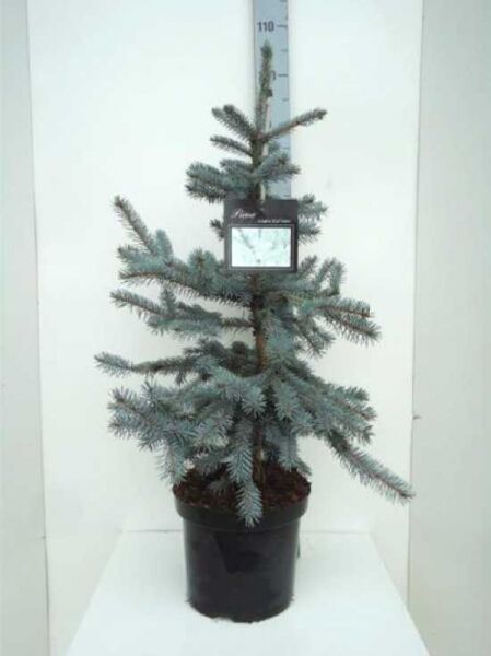 Picea pungens 'Erich Frahm' / Stech-Fichte 'Erich Frahm', 50–60 cm, im Topf C7 mit blaugrünen Nadeln.