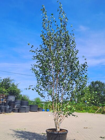 Weißrindige Himalaja-Birke 'Doorenbos' 400-450 cm Schirmform / Betula utilis 'Doorenbos' (1577158)