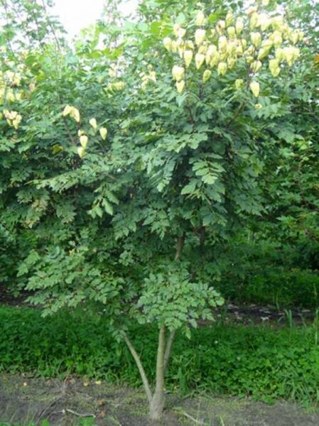 Blasenesche / Blasenbaum / Chinesischer Lackbaum 'mehrstämmig' / Blasenesche / Blasenbaum / Chinesischer Lackbaum 'mehrstämmig'
