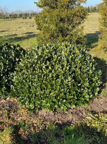 Prunus laurocerasus 'Piri' – immergrüne Zwerglorbeerkirsche 'Piri', buschiger, niedriger Strauch mit dichtem, glänzend grünem Laub.