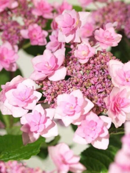 Teller-Hortensie 'Shamrock' / Hydrangea macrophylla 'Shamrock'