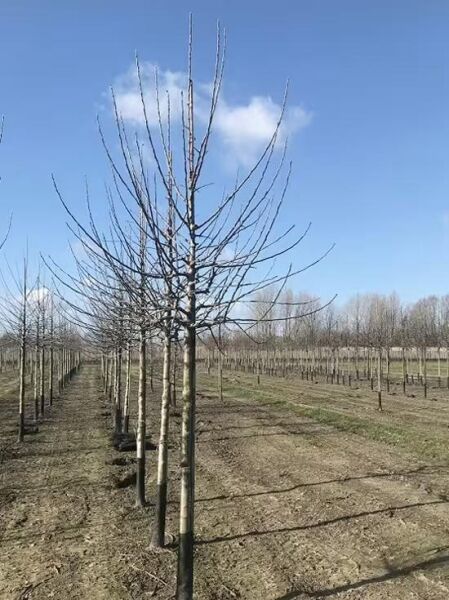 Malus domestica 'Goldpermäne' / Apfel 'Goldpermäne' Hochstamm, laubfreier Baum mit Stamm und verzweigter Krone in Baumschule