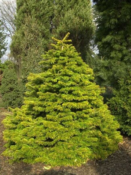 Nordmanns Tanne 'Aurea' / Abies nordmanniana 'Aurea'