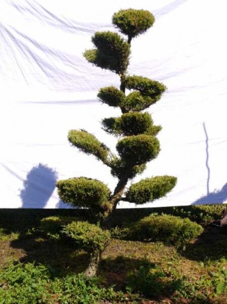 Juniperus media 'Hetzii' Garten-Bonsai, Wacholder, H 190 cm B 120 cm, geschnittene Formschnitt-Wolken auf Stamm.
