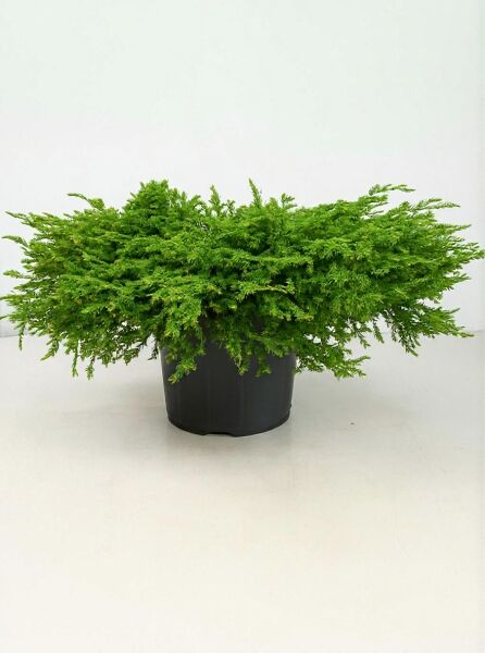 Kriechender Wacholder Juniperus communis 'Repanda', 60–70 cm breit, im schwarzen C25-Container mit flachem, dichtem Wuchs.