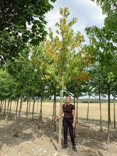 Acer rubrum 'Red Sunset' / Rot-Ahorn 'Red Sunset' Hochstamm 18-20 StU m. Db., Baum mit Stamm und belaubter Krone im Feldbestand