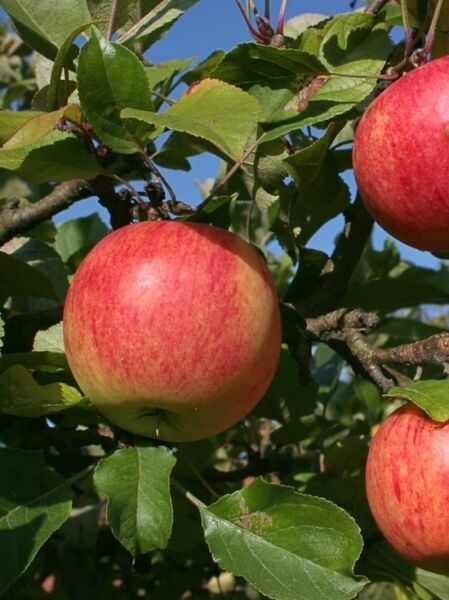 Apfel 'James Grieve' / Malus domestica 'James Grieve'