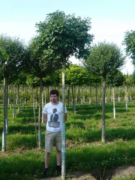 Fraxinus ornus 'Mecsek' Kugelförmige Manna-Esche, Hochstamm mit runder Krone, 225 cm Stamm, 16–18 StU, mit Drahtballen