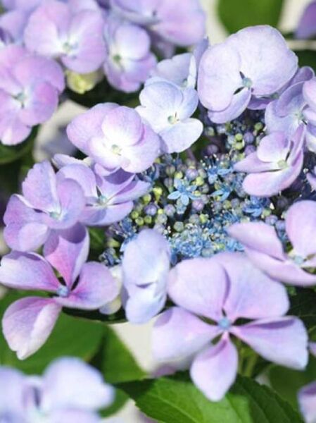 Teller-Hortensie 'Bläuling' / Teller-Hortensie 'Bläuling'