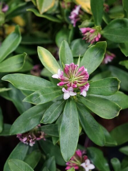 Seidelbast (Daphne x transatlantica ‘Eternal Fragrance‘®) mit grünen, lanzettlichen Blättern und rosa-weißen Blütenknospen