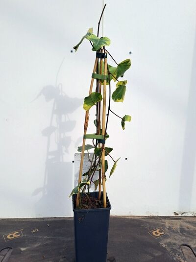 Buntlaubiger Kolchischer Efeu Hedera colchica 'Dentata Variegata' 40-60 cm C2 im Topf am Rankstab, panaschierte Blätter.